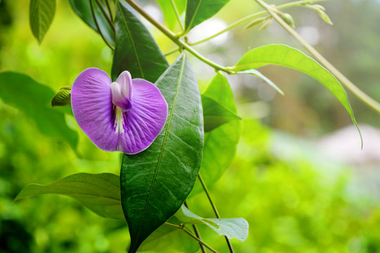 Butterfly pea flower and fresh green leaves background.