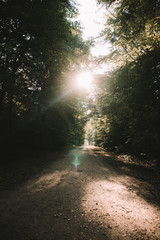 Fototapeta premium Waldweg