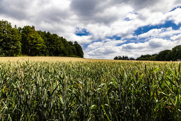 Kornfeld Panorama Wolkenstimmung