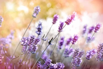 Papier Peint photo Lavande Selective and soft focus on lavender flower, beautiful nature, beautiful flower