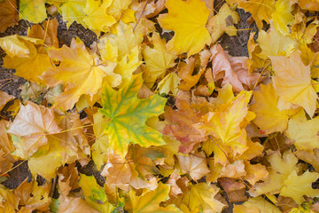 Field of maple leaves. Autumn carpet. Trees threw off foliage.