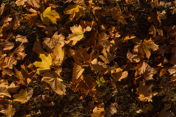 Field of maple leaves. Autumn carpet. Trees threw off foliage.