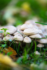 White autumn mushrooms. Beautiful natural autumn landscape
