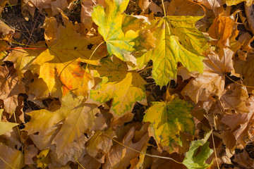 Field of maple leaves. Autumn carpet. Trees threw off foliage.