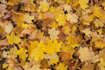 Field of maple leaves. Autumn carpet. Trees threw off foliage.