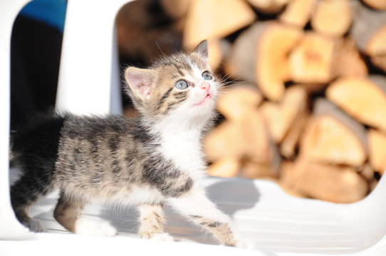 A cat walking on a chair by sunny dany