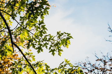 Fototapeta premium Colorful yellow autumn leaves of a maple against the backdrop of a clear blue sky