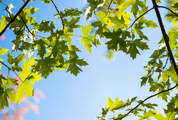 Colorful yellow autumn leaves of a maple against the backdrop of a clear blue sky