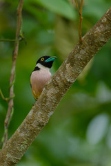 Black and Yellow broadbills perches on a brunch