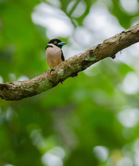 Black and Yellow broadbills perches on a brunch