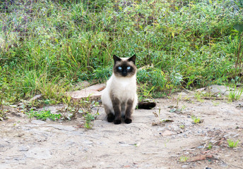 Beautiful Siamese Purebred Cat with Blue Eyes playing in the Green Grass in Summer - Pets Care Concept