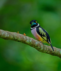 Black and Yellow broadbills perches on a brunch