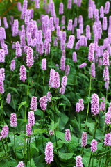 Persicaria bistorta Superba, a bog loving plant with tall stems with masses of pink mauve flowers