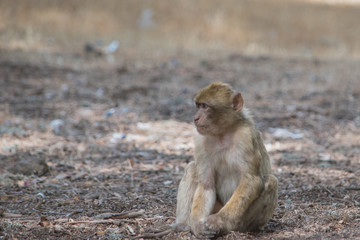 Young Barbary Macaque Monkey sitting in ground in the cedar forest Mid Atlas range Azrou, Morocco
