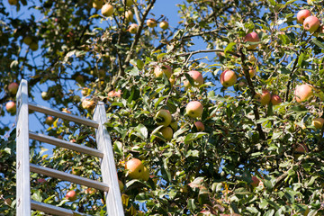 reife Äpfel an einem Baum zum Ernten