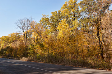 Naklejka premium Deciduous forest road on a sunny October afternoon