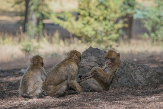 Barbary Macaque Monkey in the cedar forest Mid Atlas range Azrou, Morocco