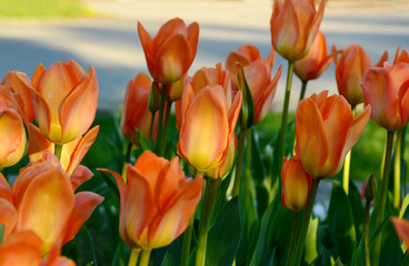 orange mixed yellow color of Tulips in the garden.