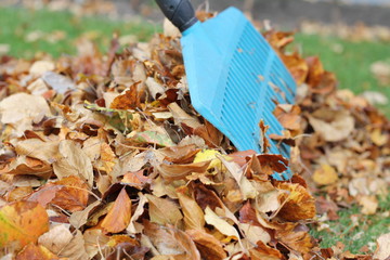 Gartenarbeit mit Laubbesen in Herbst