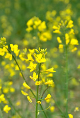 Rapeseed blossoms on field in Austria