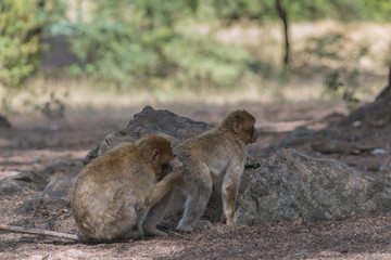 Young Barbary Macaque Monkey in the cedar forest Mid Atlas range Azrou, Morocco