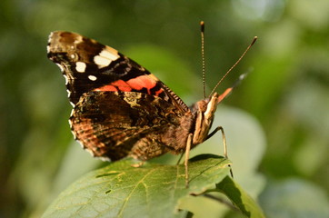 Obraz na płótnie Canvas Butterfly on leaf.