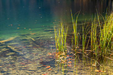 Gräser im See an einem Herbsttag