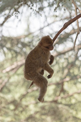 Barbary Macaque Monkey in the cedar forest Mid Atlas range Azrou, Morocco