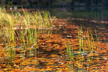 Gräser im See an einem Herbsttag