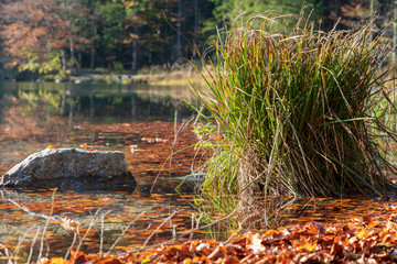 Gräser im See an einem Herbsttag