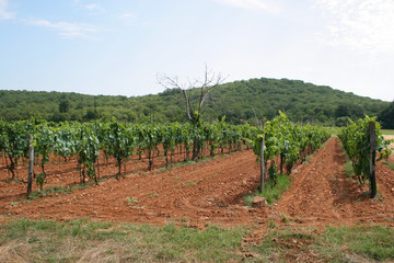 Fototapeta na wymiar Vineyard in Croatia