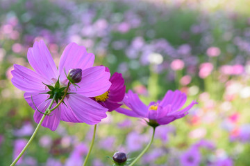 Fototapeta premium コスモス畑
