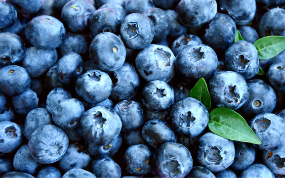 Blueberries with full frame for wallpaper or texture.
Blueberries are Low in Calories, But High in Nutrients.