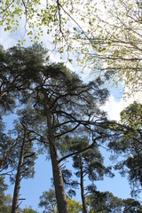 tree in the forest