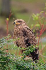 Bussard