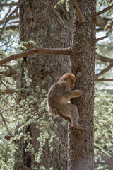 Young Barbary Macaque Monkey in the cedar forest Mid Atlas range Azrou, Morocco