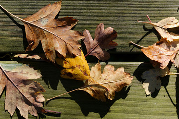 autumn leaves on a garden bench