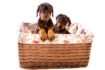 Two Dobermann Pups looking cute in a basekt