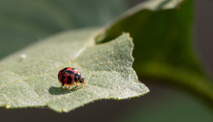 ladybug on a green leaf