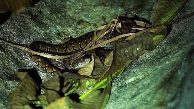 Baby Reticulated Python (Python reticulatus) at Night