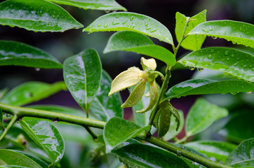 Cananga odorata, Ilang-ilang flower on tree with rain drops