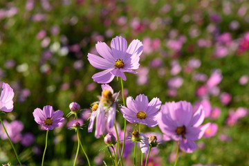 Fototapeta premium Różowy kosmos