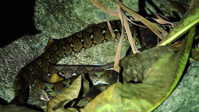 Baby Reticulated Python (Python reticulatus) at Night