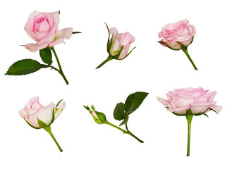 Set of pink rose flower and buds