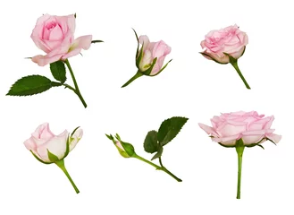 Poster de jardin Roses Ensemble de fleurs et de bourgeons roses roses