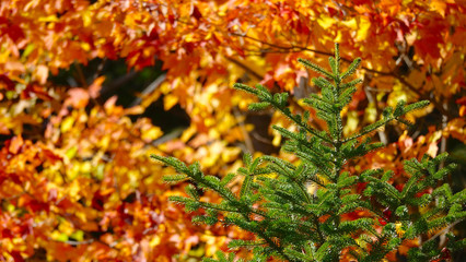 CLOSE UP: Fall sun shines on green spruce tree surrounded by yellow forest.