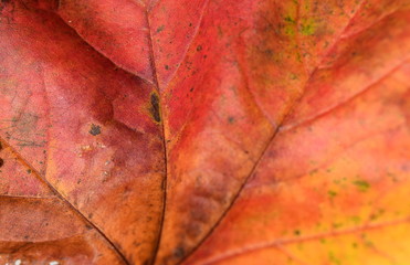 Fototapeta premium Leaf