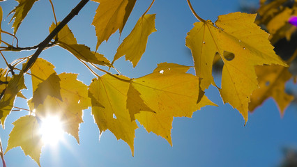 LENS FLARE: Bright autumn sunbeams shine on the beautiful yellow tree leaves.