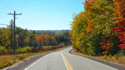Fototapeta premium Empty concrete route running through the picturesque autumn colored forest.