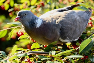 wood pigeon enjoying autumn berries